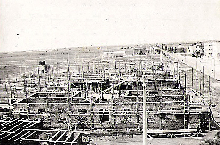 1937_Litoria_13
