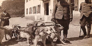 I cani dell'81 fanteria (3)