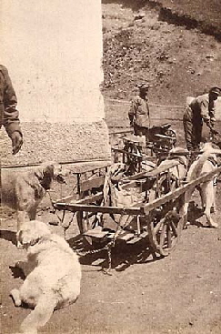 I cani dell'81 fanteria (4)
