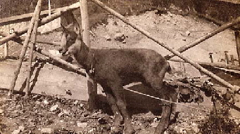Il camoscio