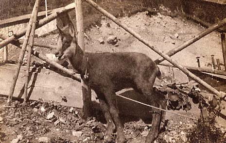 Il camoscio