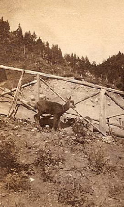 Il camoscio (2)