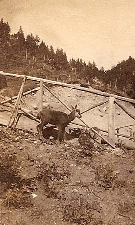 Il camoscio (2)