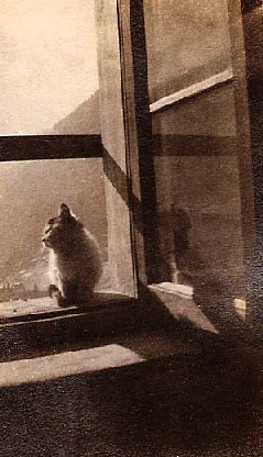 Il gatto