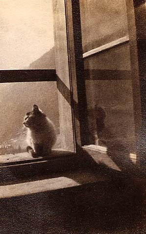 Il gatto