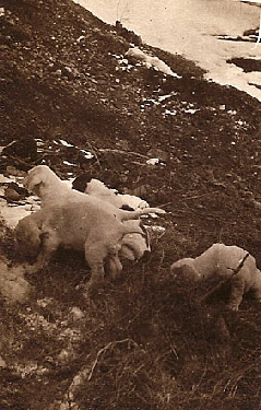 La famigliola