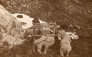 La lupa capitolina4