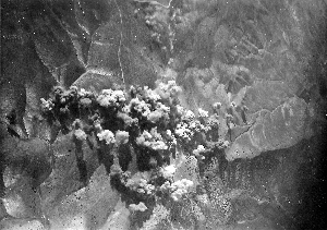 Bombardamenti di El Chopo - Bombe da kg 100-50 T Ritardate